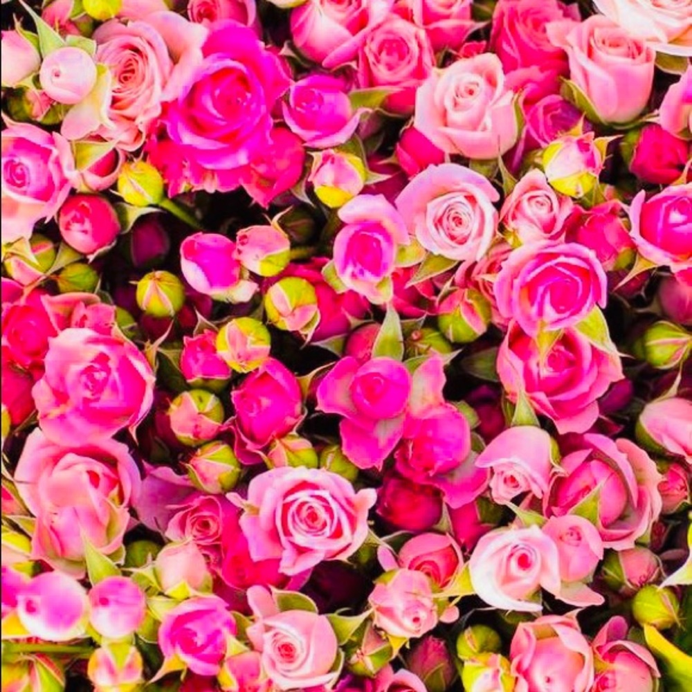 Meet your Posher, Bellagypsy